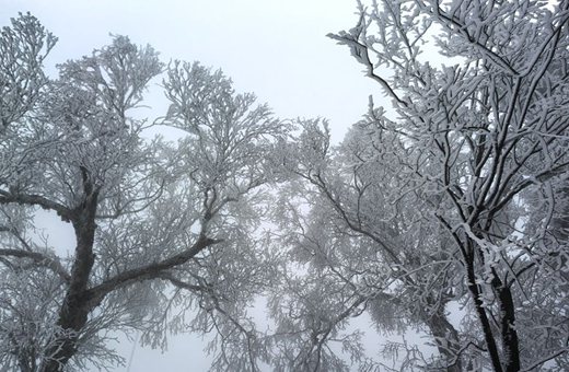 吉林市初雪：玉树银花 分外妖娆