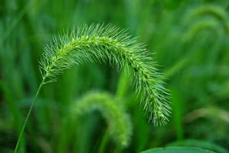 狗尾草煮水喝，能夠治療近視？