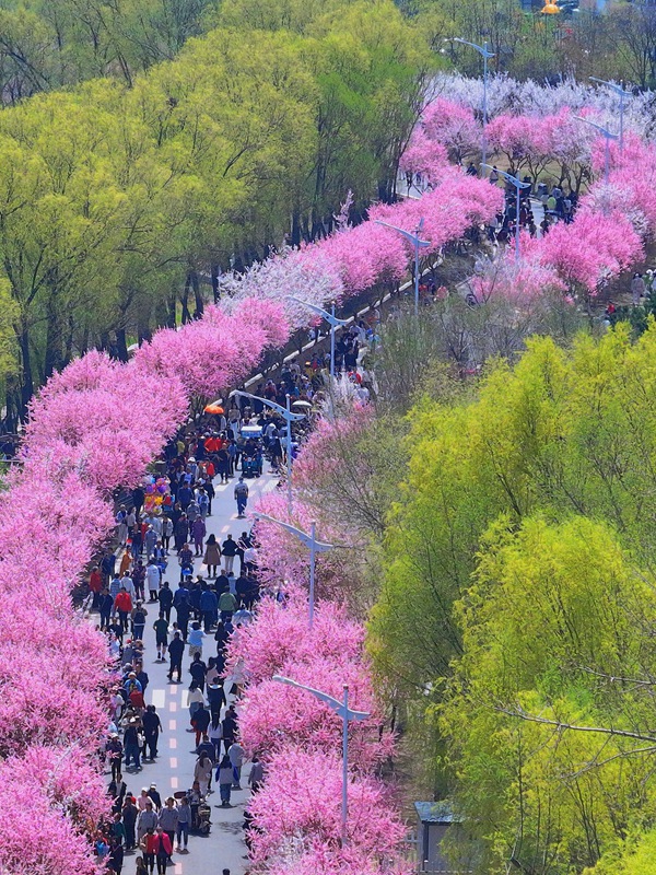 梅花盛開匯成了一條綿延數裡的花海長廊。人民網記者 李洋攝