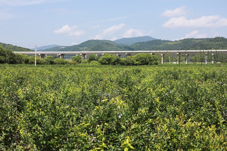 吉林省的蓝莓基地