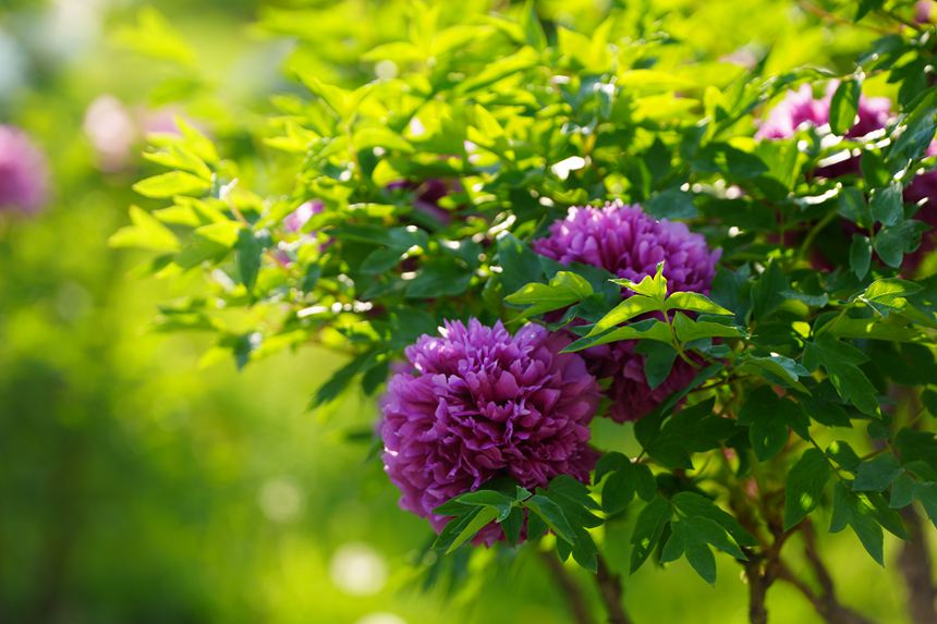 吉林長春:牡丹盛放香溢遠【8】