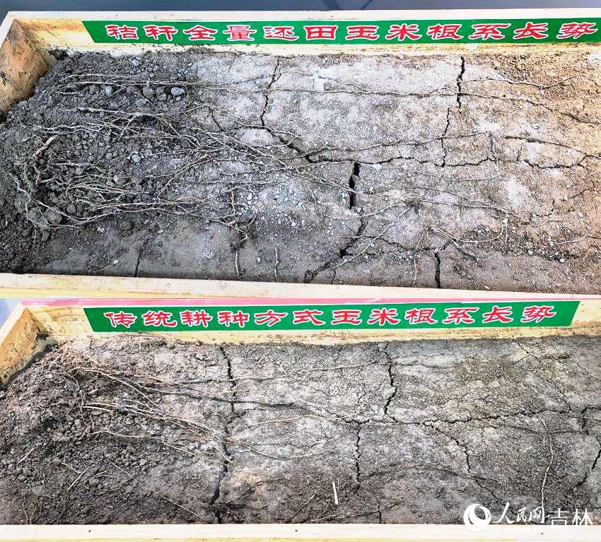 不同种植方式玉米根系长势对比。人民网记者 马俊华摄