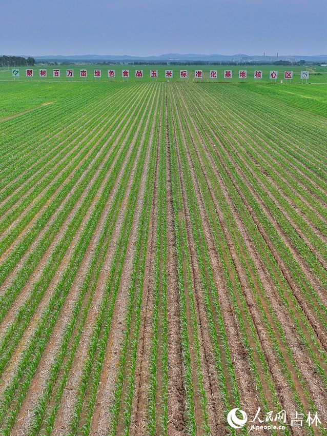 梨树县国家百万亩绿色食品原料（玉米）标准化生产基地核心示范区。人民网记者 李洋摄