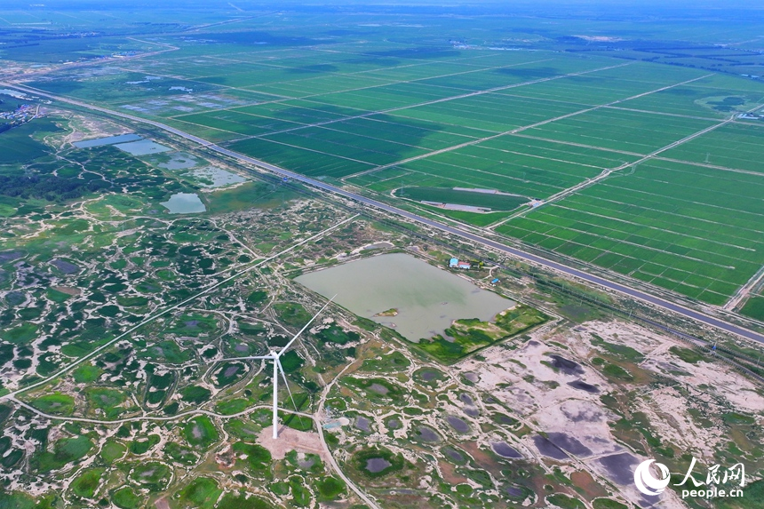 在大安市乐胜乡，治理后绿油油的稻田与未经改良耕种的盐碱地形成鲜明对比。人民网记者 李洋摄