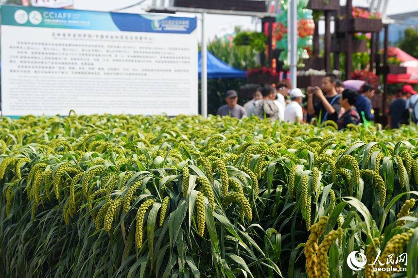 观众在长春农博会了解农产品。人民网记者 李洋摄