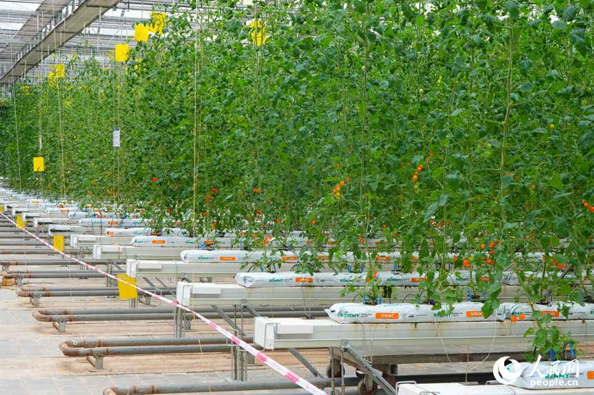 长春农博会高新无土栽培展示区的作物。人民网记者 李洋摄