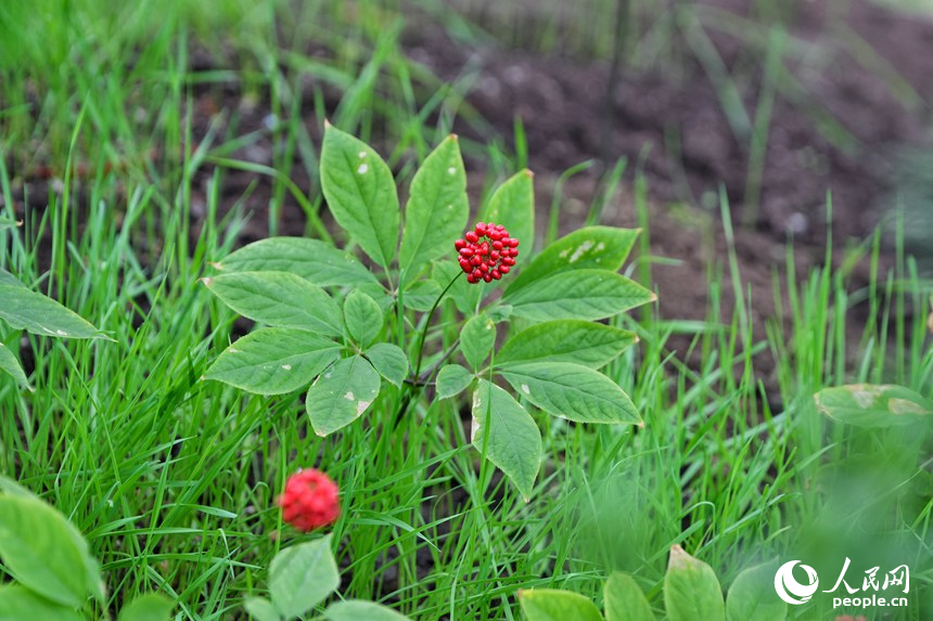 长春农博会上展示的人工培育的人参。人民网记者 李洋摄