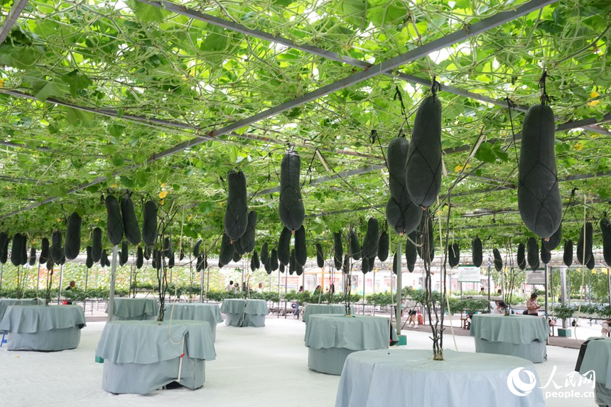 长春农博会高新无土栽培展示区的作物。人民网记者 李洋摄