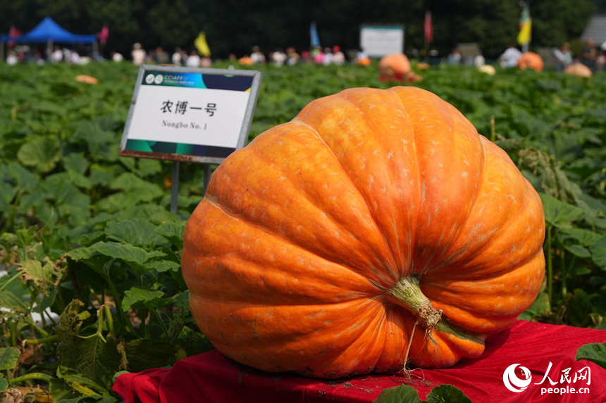长春农博会上展示的巨型南瓜。人民网记者 李洋摄
