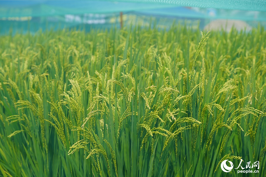 长春农博会上展示的农作物优良品种。人民网记者 李洋摄