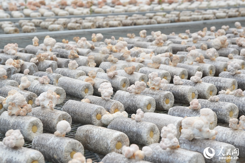 长春农博会现代菌物示范区上展示的菌物。人民网记者 李洋摄