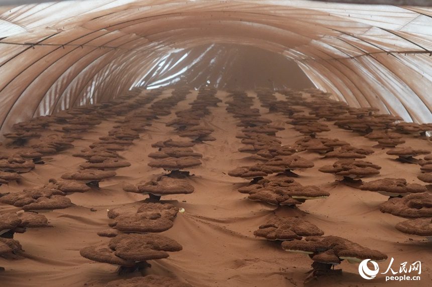 长春农博会现代菌物示范区上展示的灵芝。人民网记者 李洋摄