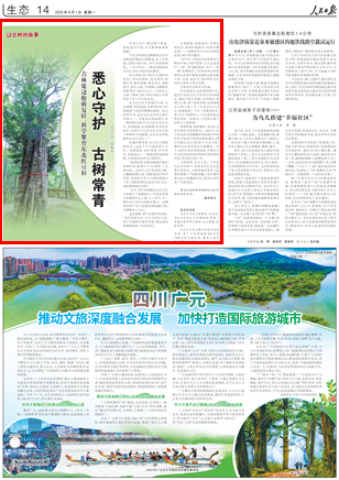 守护红豆杉 让古树常青