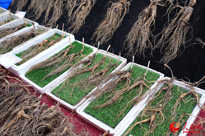 早市上售卖的吉林人参。人民网记者 李洋摄