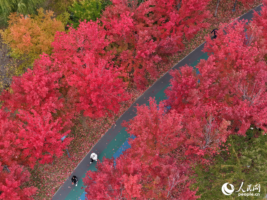 10月20日，長春月荷文化園秋意正濃。人民網記者 李洋攝