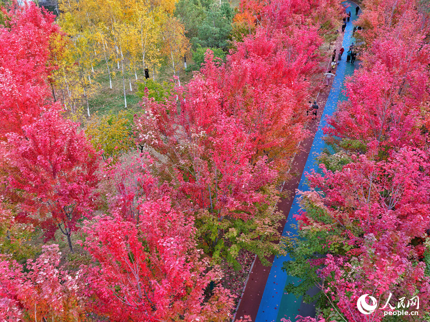 10月20日，長春月荷文化園秋意正濃。人民網記者 李洋攝