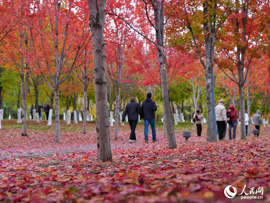秋日的月荷文化園宛如油畫世界。人民網記者 李洋攝