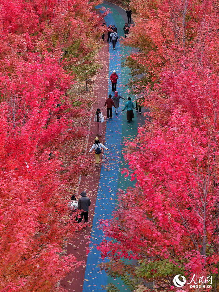游客在楓林中盡享濃濃秋意。人民網記者 李洋攝