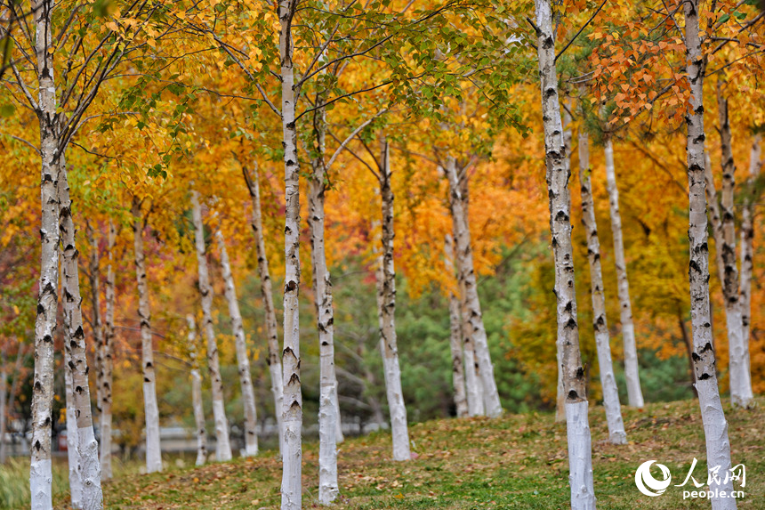 秋日裡，長春南湖公園的白樺林宛如一幅重彩油畫。人民網記者 李洋攝