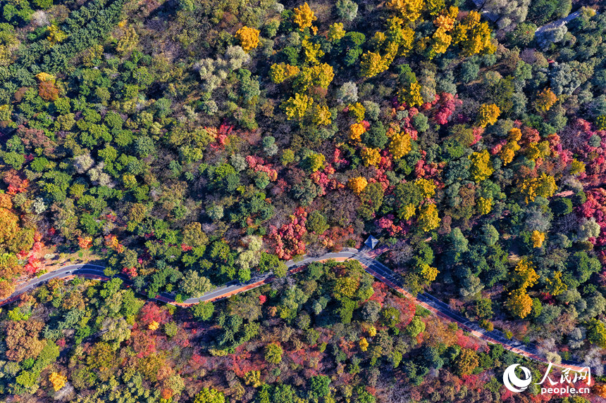 “霜降”節氣，樹木換秋裝，給長春增添了一抹曼妙的色彩。人民網記者 李洋攝