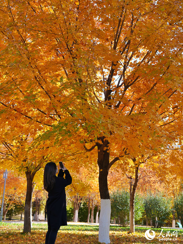 近日，長春市迎來一年中色彩最豐富的季節，市民游客紛紛將美麗的秋色留在相冊中。人民網記者 李洋攝