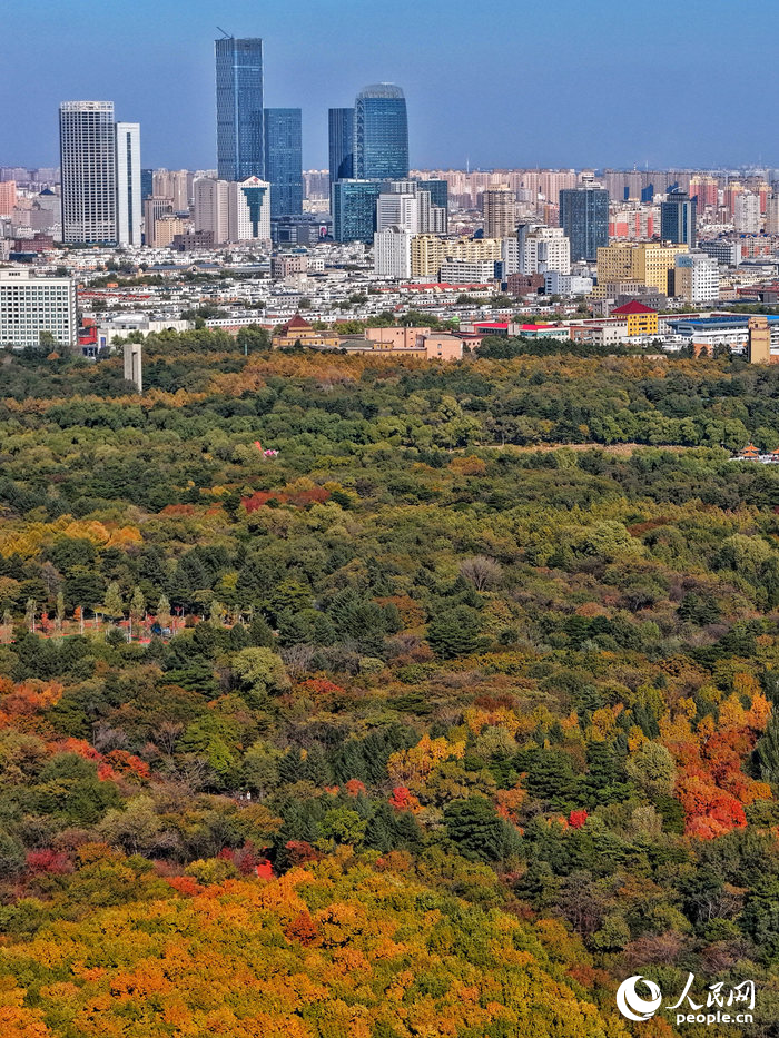霜降节气过后，长春市的秋意愈发醇厚浓烈。人民网记者 李洋摄