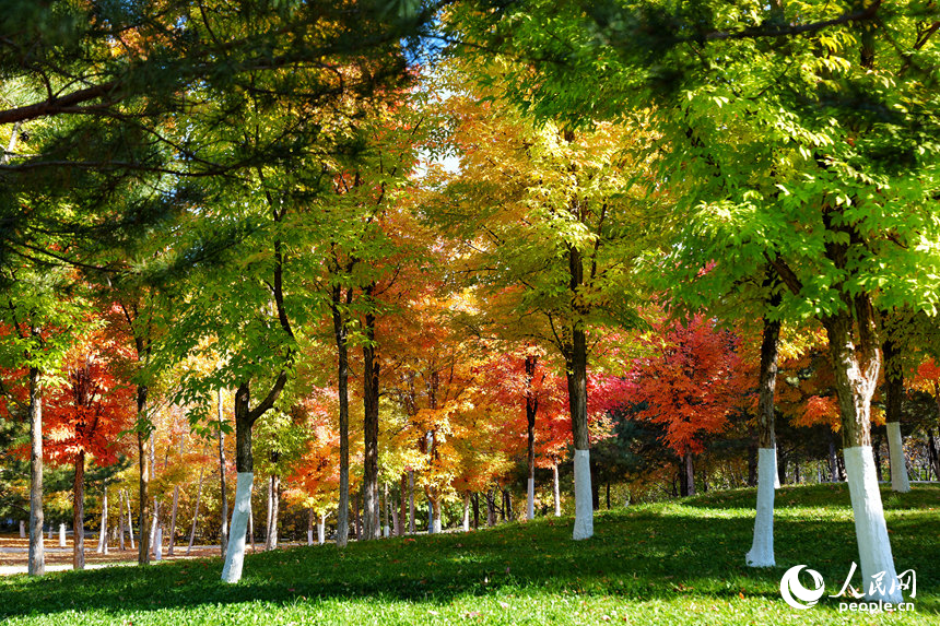 长春梨花园深黄浅绿的绚丽秋景宛如大自然的调色盘。人民网记者 李洋摄