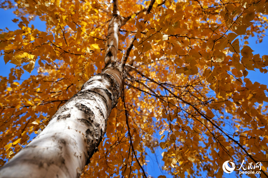 23日，长春梨花园内的白桦树呈现出迷人的金色。人民网记者 李洋摄