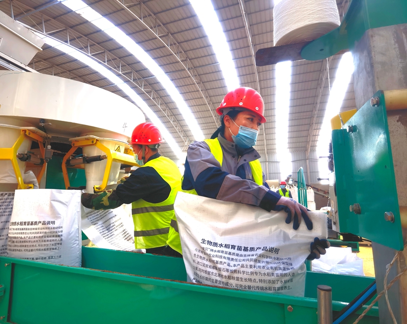 工作人員專注進行水稻育苗基質的包裝作業