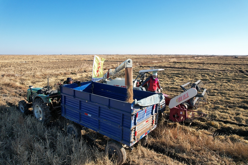 收割機穿梭稻田，精准脫粒，稻谷入倉，保顆粒不落。