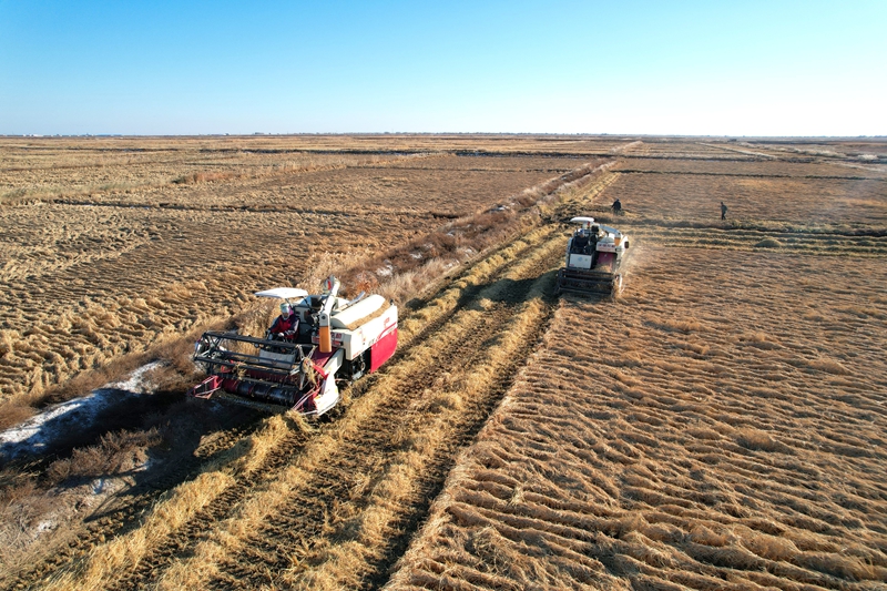 收割機穿梭稻田，精准脫粒，稻谷入倉，保顆粒不落