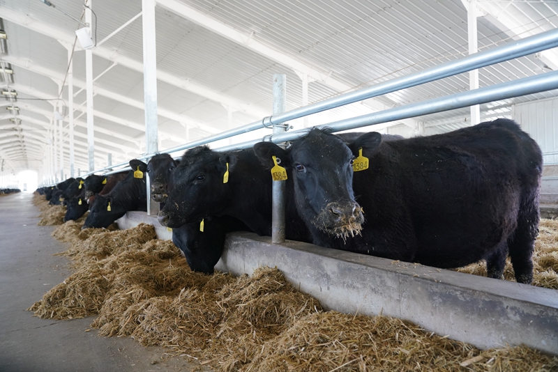 和合牧業牛體格健壯，胸寬肢粗、毛亮肌實，現代牛舍顯活力