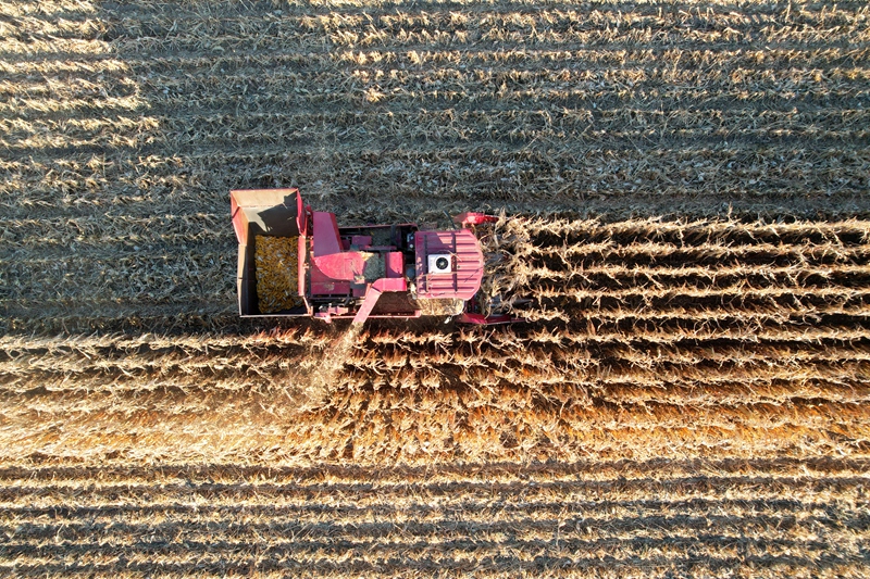 玉米田裡，收割機轟鳴作業，金黃玉米穗被收入機艙
