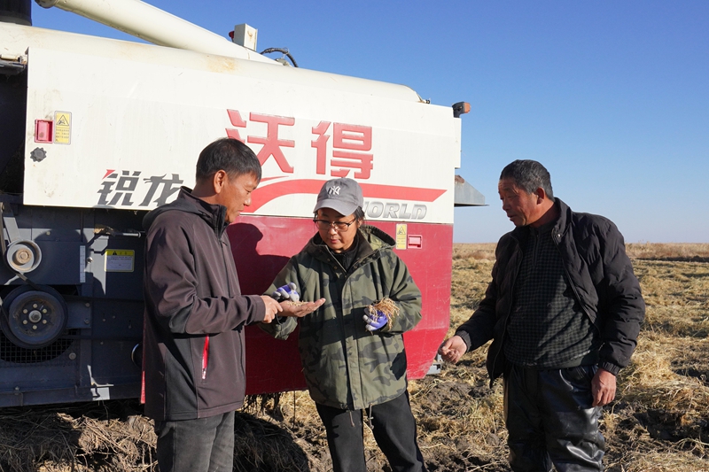 種植戶拿起飽滿稻穗湊在一起交談，指尖捻著金粒，話裡滿是豐收的喜悅