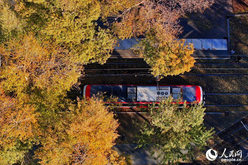 54路有軌電車駛入林蔭中。人民網記者 李洋攝
