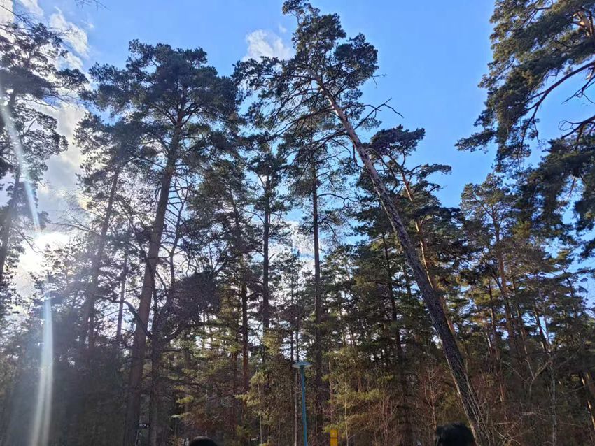 “吉林冰雪煥新季”主題採訪行丨長白山美人鬆愛情森林等你浪漫打卡【3】