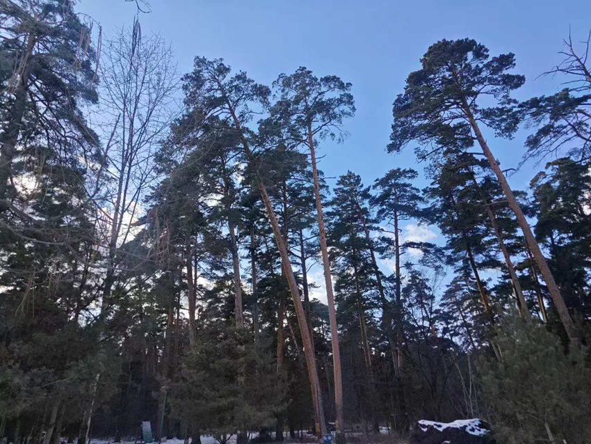 “吉林冰雪煥新季”主題採訪行丨長白山美人鬆愛情森林等你浪漫打卡【5】