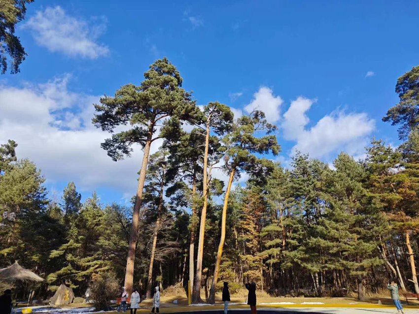 “吉林冰雪煥新季”主題採訪行丨長白山美人鬆愛情森林等你浪漫打卡【4】