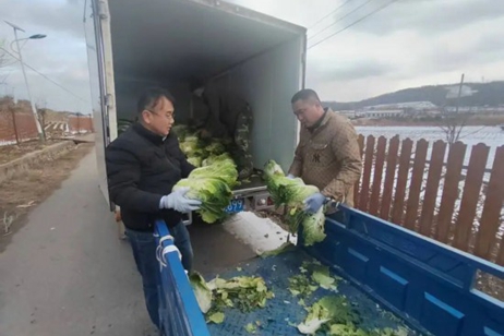 2000斤滞销白菜遇"暖心销路" 驻村干部为民办实事解民忧