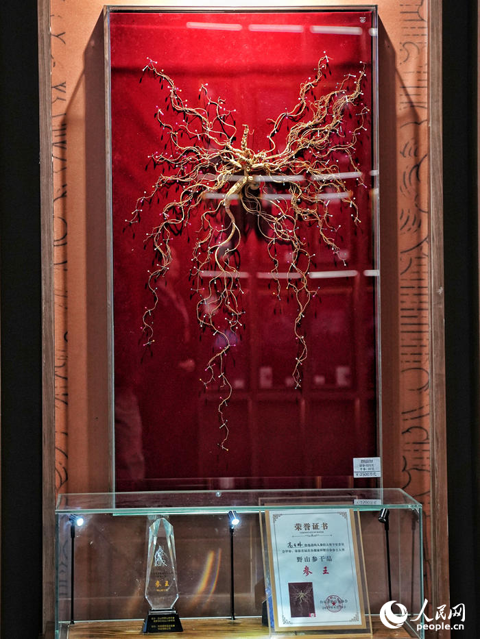 博覽會上展示的千年人參。人民網記者 李洋攝