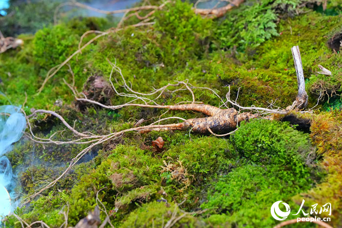 博覽會上展示的吉林人參。人民網記者 李洋攝