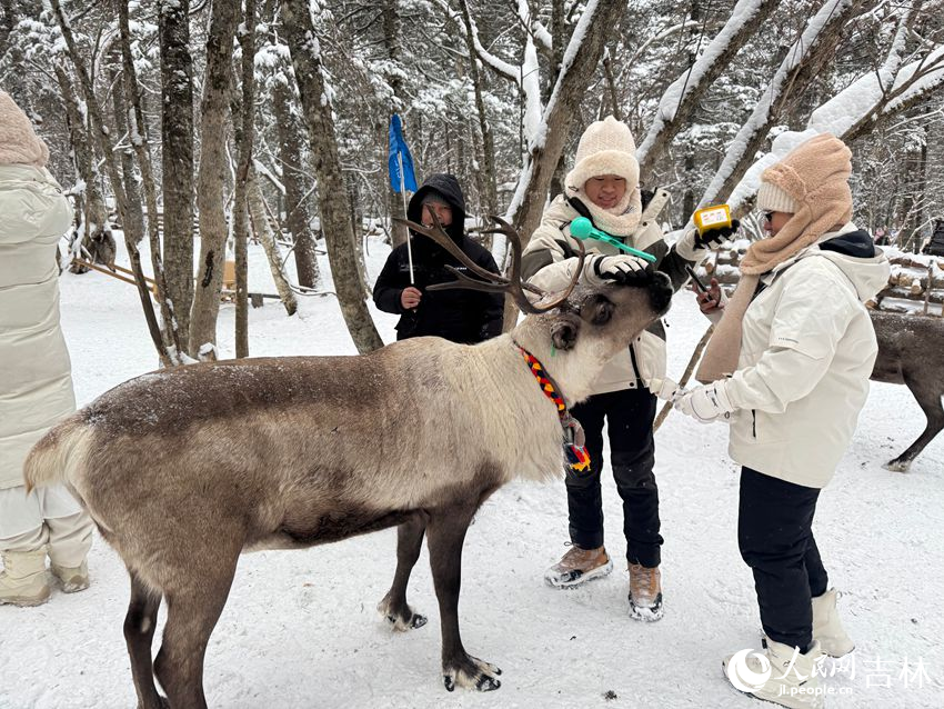 在老裡克湖景區，游客們與馴鹿親密接觸。人民網記者 李思玥攝