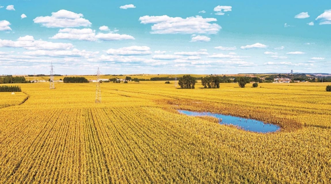 吉林省四平市梨树县稻田