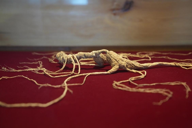 吉林通化雲嶺野山參博物館的人參展品。人民網記者 李洋攝