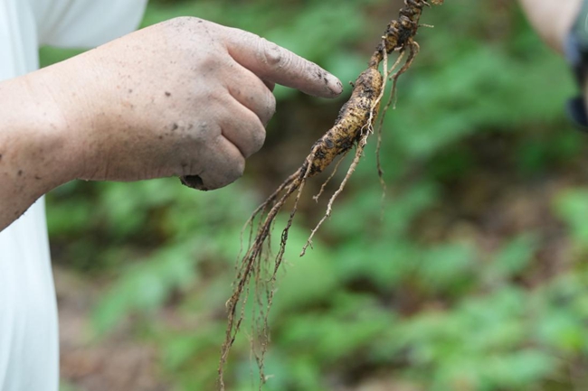 剛剛被“抬出”的林下人參。人民網記者 李洋攝