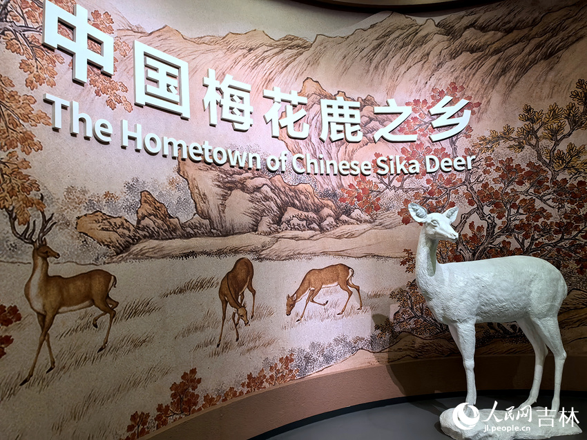長春市雙陽區，被譽為“中國梅花鹿之鄉”。人民網記者 王海躍攝