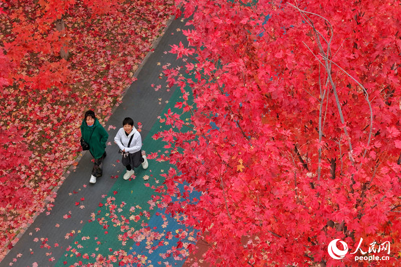 11月2日，位於長春市伊通河畔的月荷文化園秋意正濃，步行道兩側的楓樹換上了迷人的“紅妝”，吸引著市民游客共赴“楓”情盛宴。近年來，長春開展伊通河綜合治理，全區域、全流域、全方位進行生態修復，讓伊通河不僅成為城市景觀帶，更成為地方發展活力源。人民網記者 李洋攝