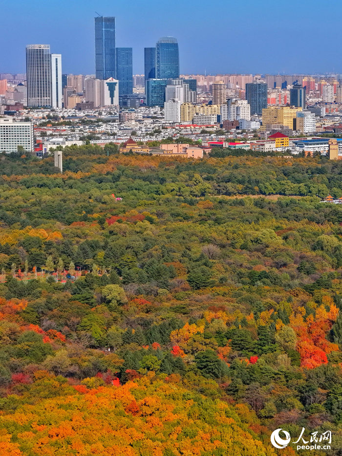 10月，長春南湖美不勝收，一場盛大的色彩盛宴悄然啟幕。長春各大景區、公園都被染上了濃墨重彩的秋意，成為市民游客尋覓詩意秋景的好去處。人民網記者 李洋攝