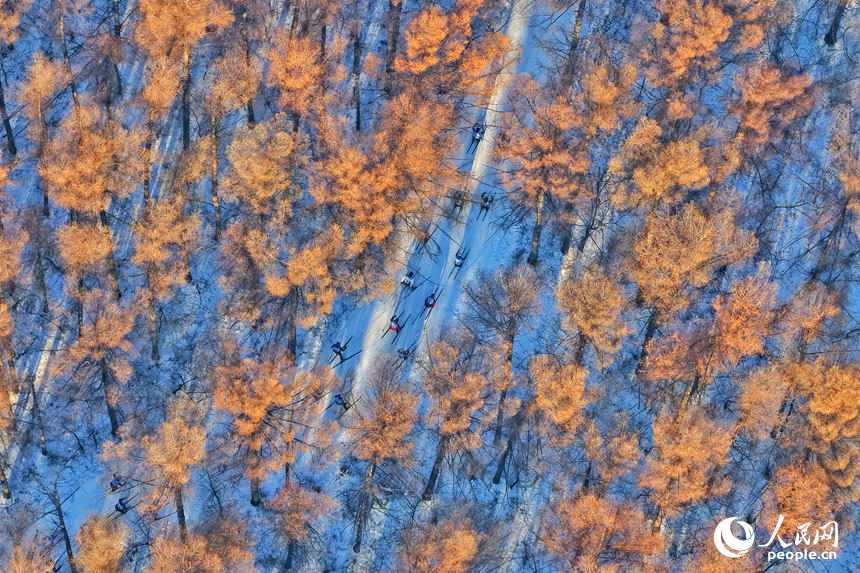 選手們在中國長春淨月潭瓦薩國際滑雪節森林賽道中馳騁。人民網記者 李洋攝