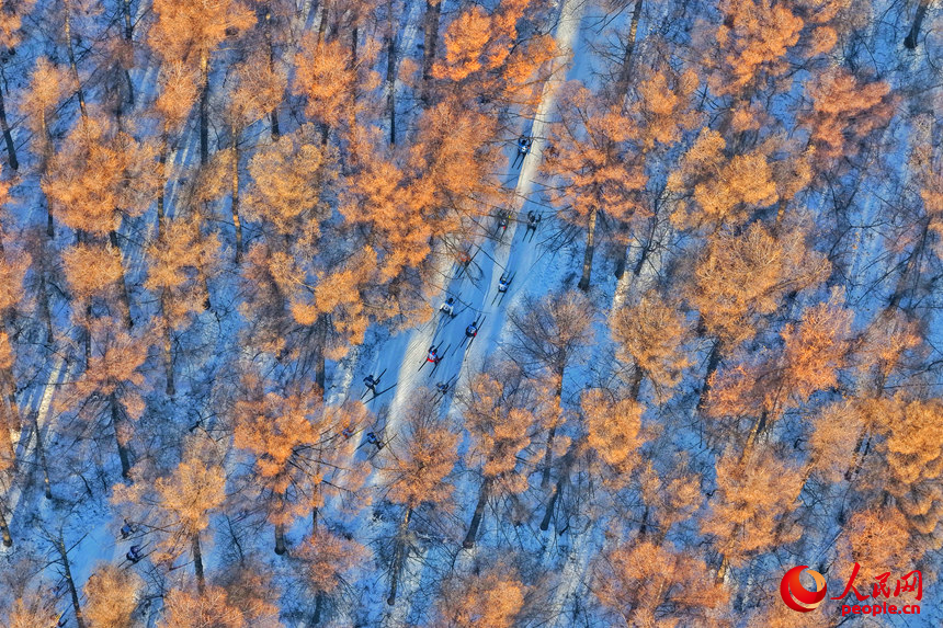 選手們在中國長春淨月潭瓦薩國際滑雪節森林賽道中馳騁。人民網記者 李洋攝